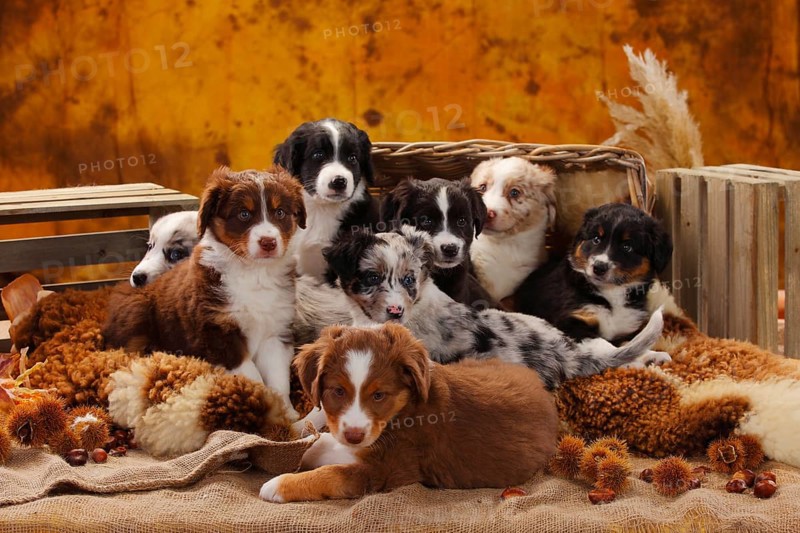 Miniature Australian Shepherd