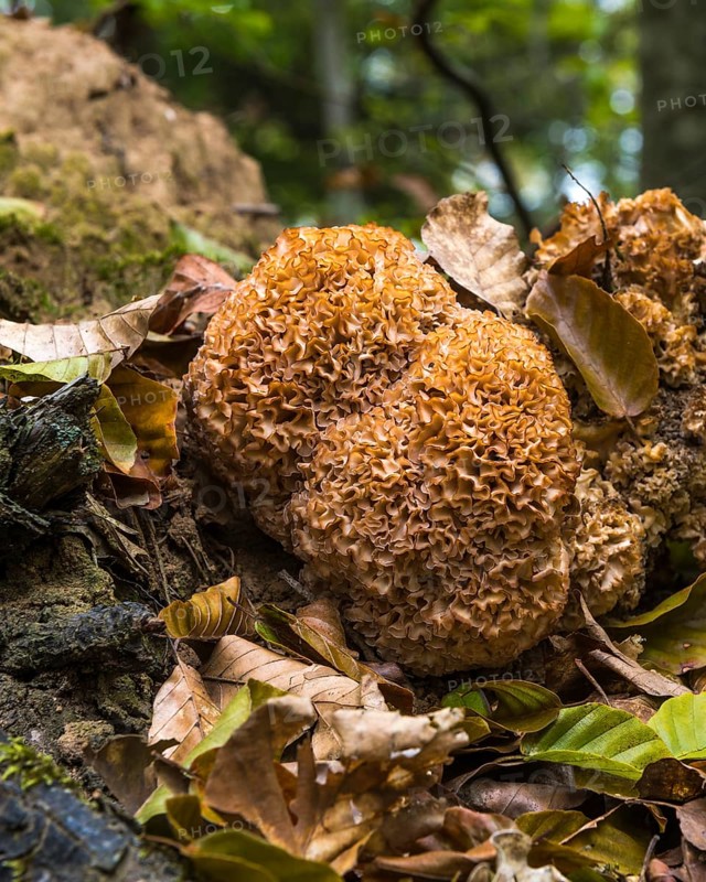 Wood cauliflower fungus