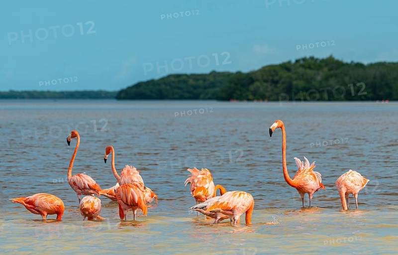 American flamingo