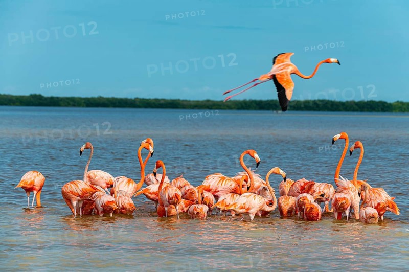 American flamingo
