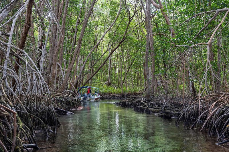 Mangoves in the Rio Celestun Unesco Biosphere Reserve