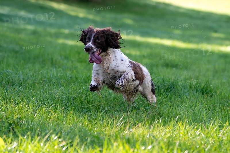 Hunting dog
