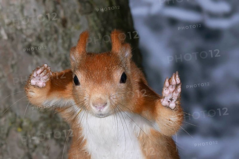 Eurasian red squirrel