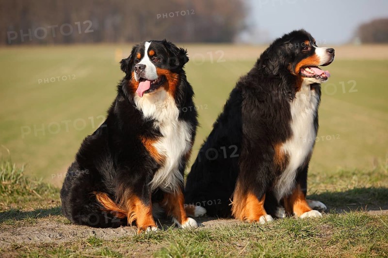 Bernese Mountain Dog