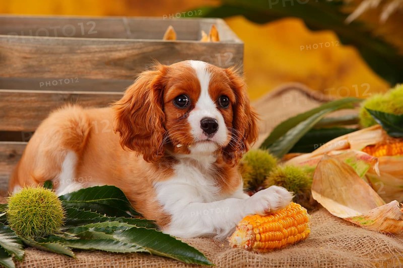 Cavalier King Charles Spaniel