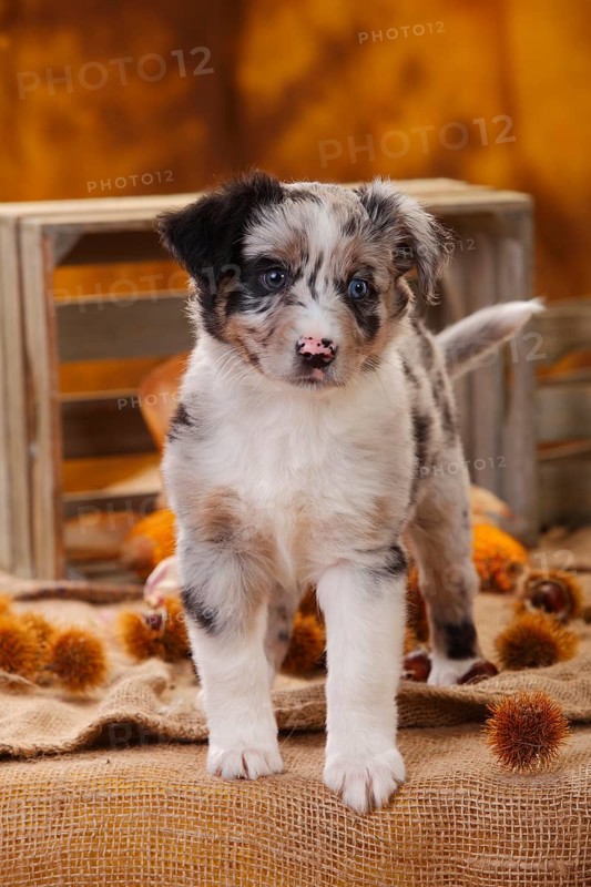 Miniature Australian Shepherd