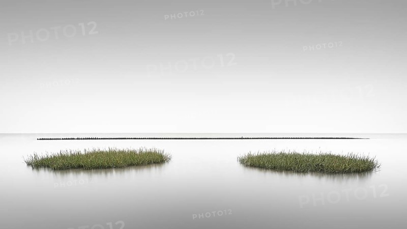 Seagrass meadows on the mudflats in the Schleswig-Holstein Wadden Sea National Park