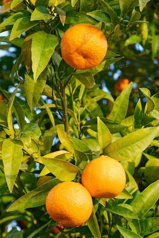 Bitter orange
