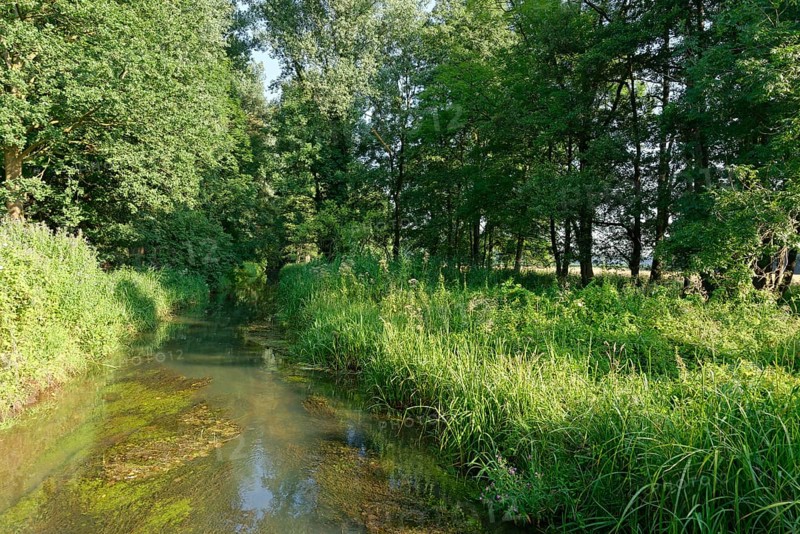 Small stream with red alder