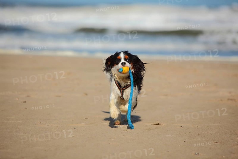 Cavalier King Charles Spaniel