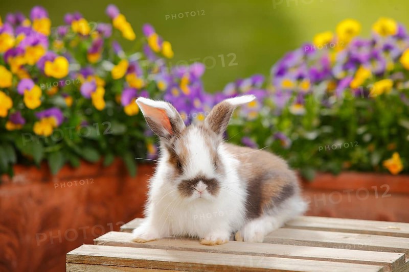 Dwarf ram rabbit