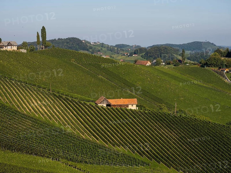 Typical landscape with vineyards in the South Styrian hilly landscape