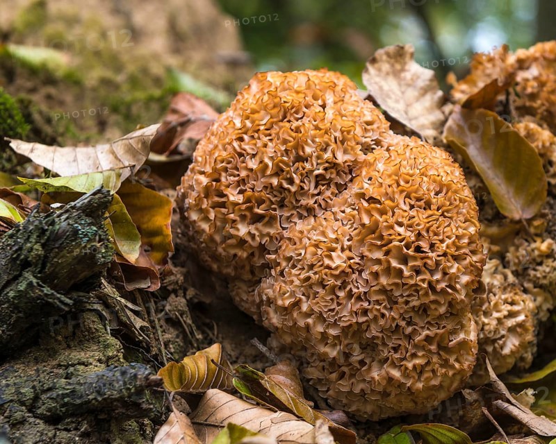 Wood cauliflower fungus