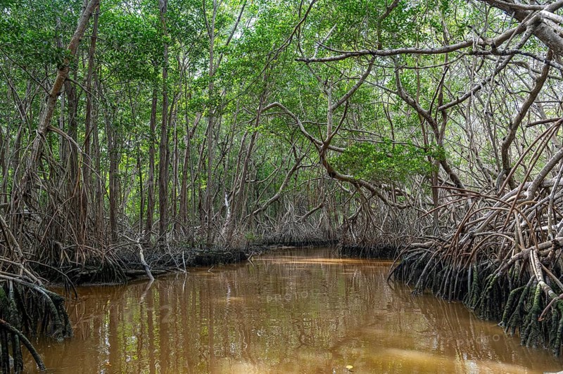 Mangoves in the Rio Celestun Unesco Biosphere Reserve