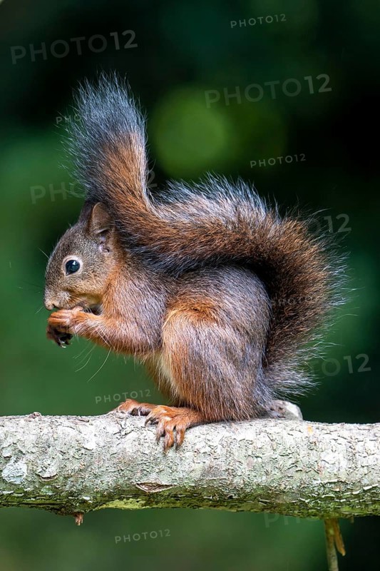 Eurasian red squirrel