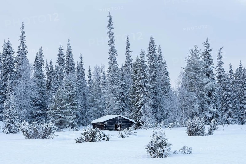 Wooden hut in the forest