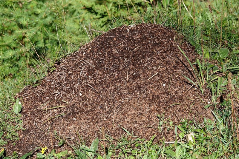Anthill in Seidlwinkltal