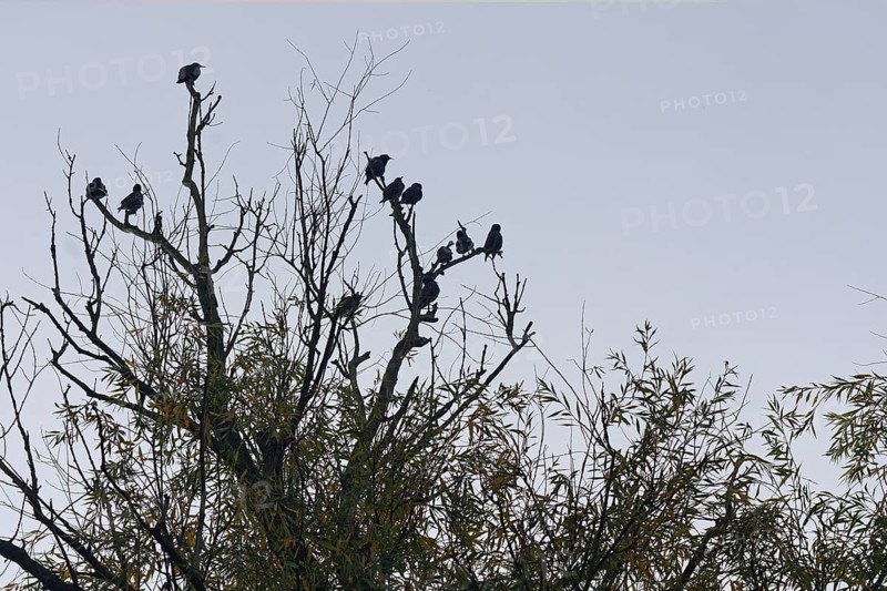 Starlings