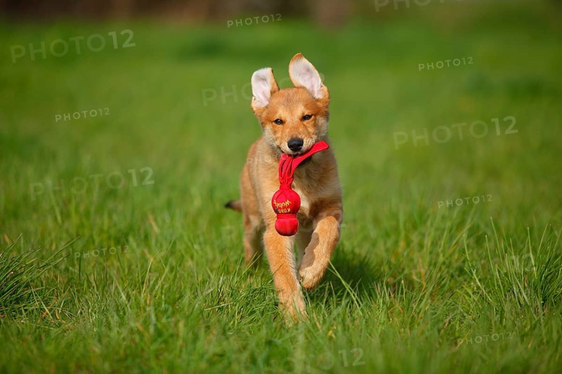 Harzer fox