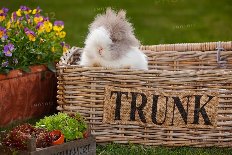 Teddy dwarf rabbit
