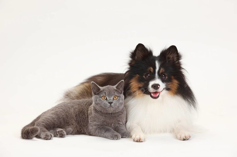British Shorthair and Mixed Dog