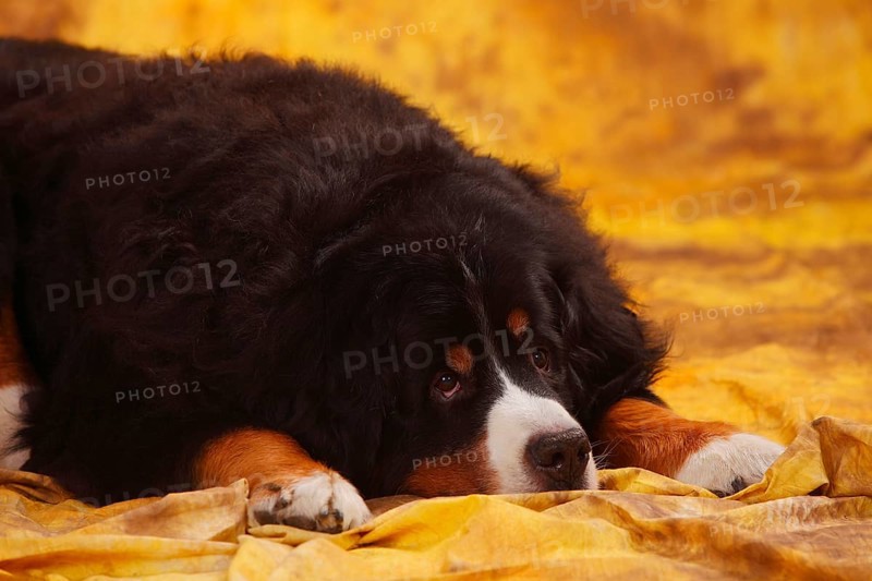 Bernese Mountain Dog