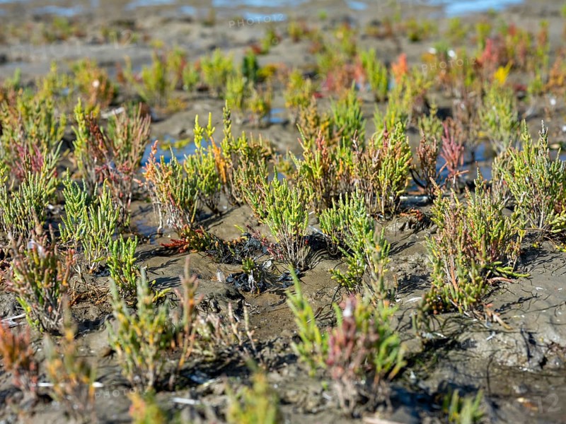 Glasswort