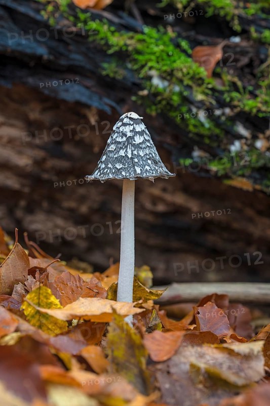 Magpie fungus