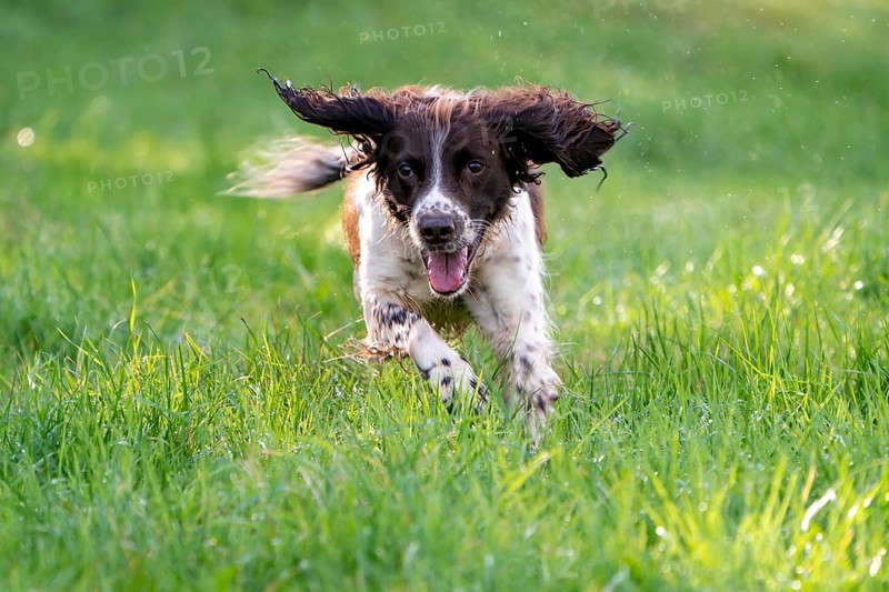 Hunting dog