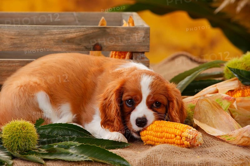 Cavalier King Charles Spaniel