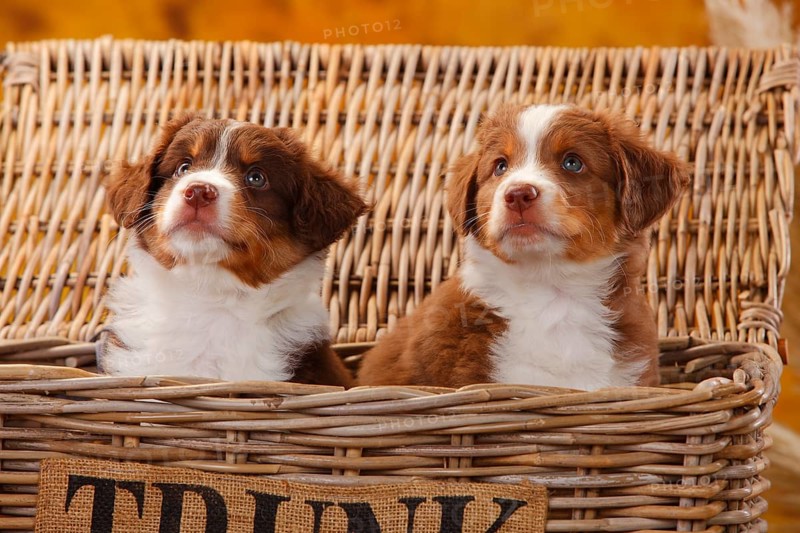Miniature Australian Shepherd