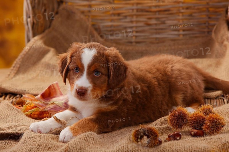 Miniature Australian Shepherd