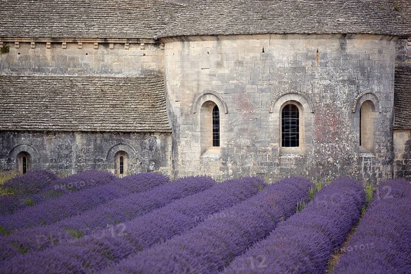 Cistercian abbey with lavender field