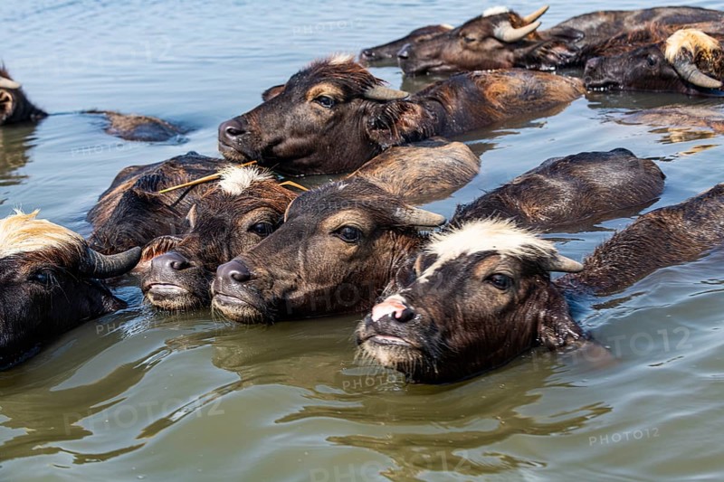 Water buffalos