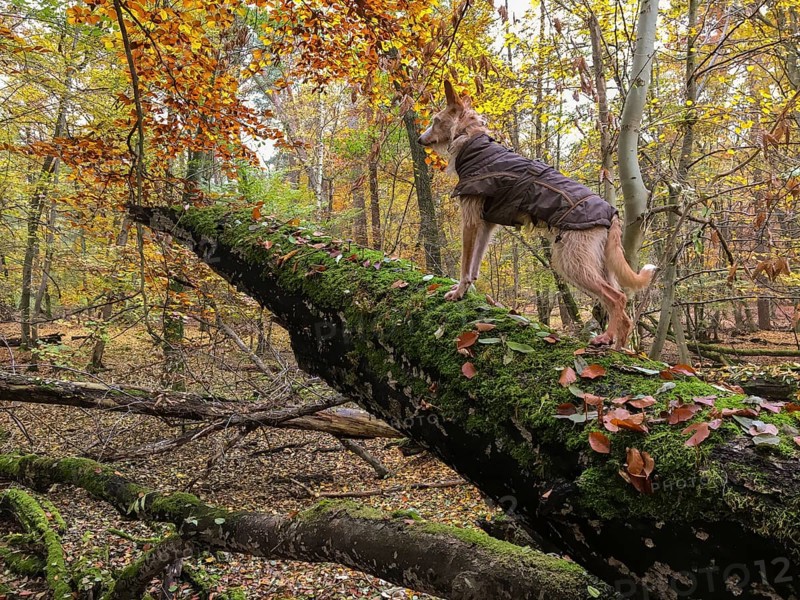 Podengo on tree trunk looking into autumn forest