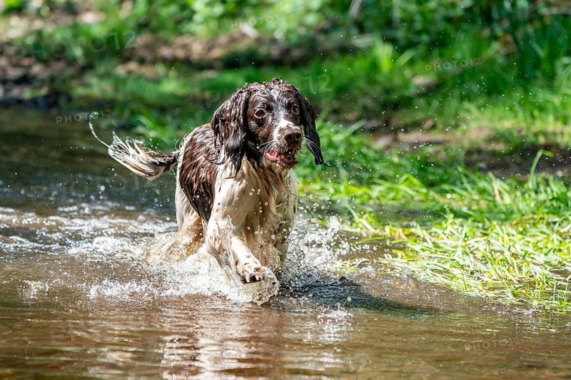 Hunting dog