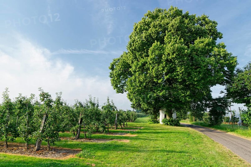 Plantation of apple trees