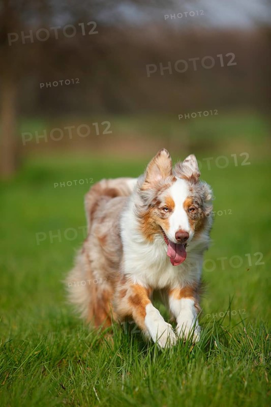 Australian Shepherd