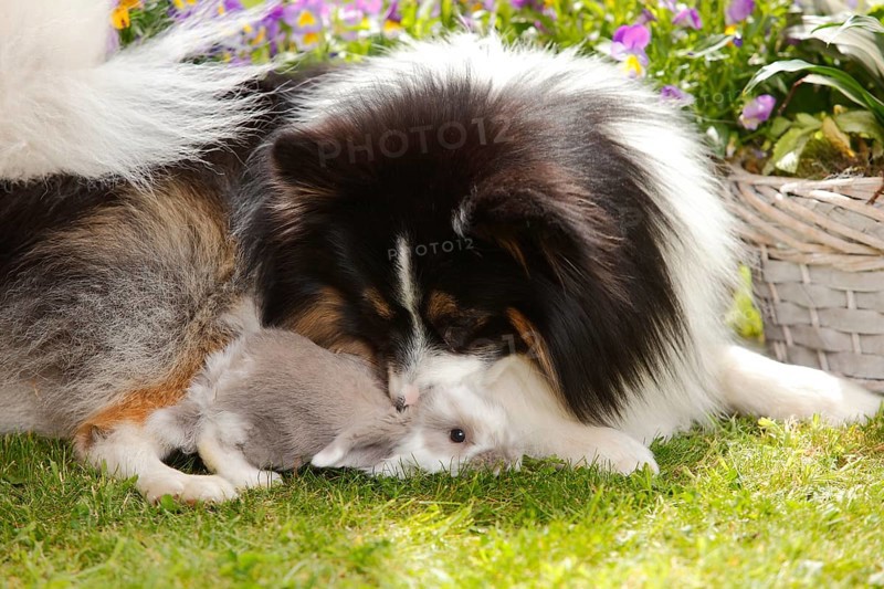 Mixed breed dog and dwarf ram rabbit