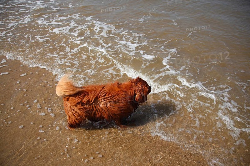Cavalier King Charles Spaniel