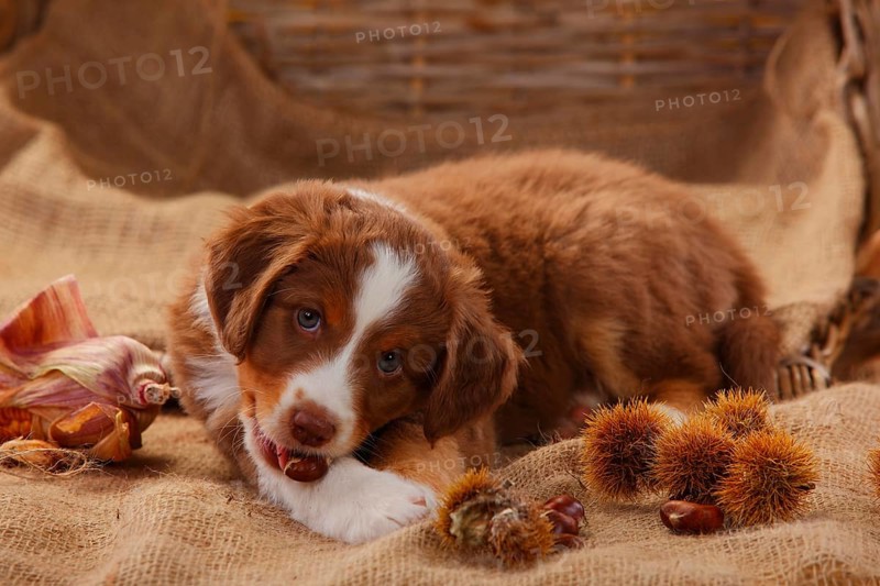 Miniature Australian Shepherd