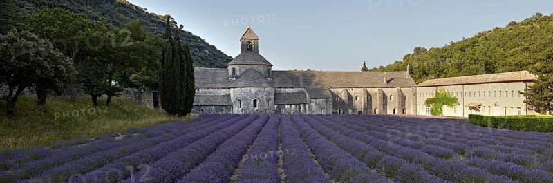 Cistercian abbey with lavender field