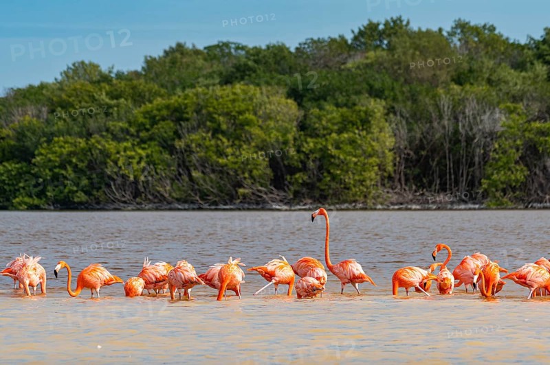American flamingo