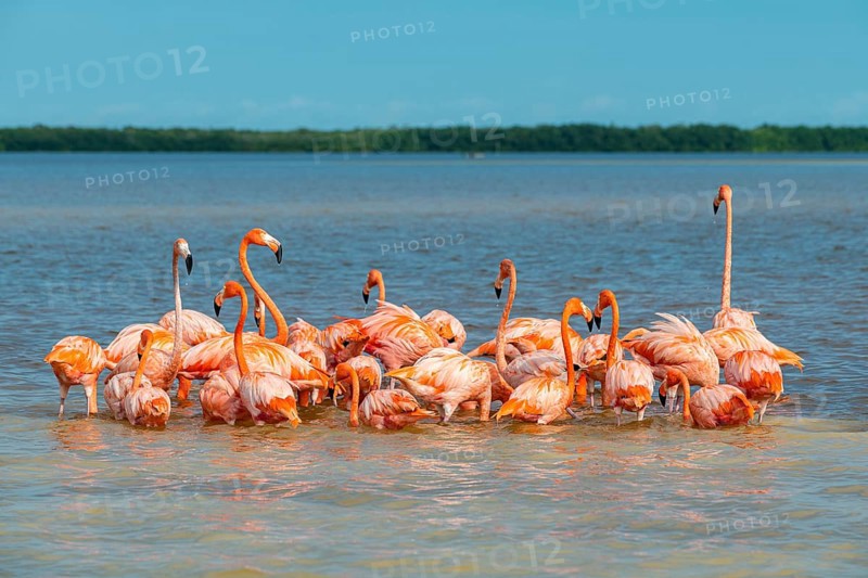 American flamingo