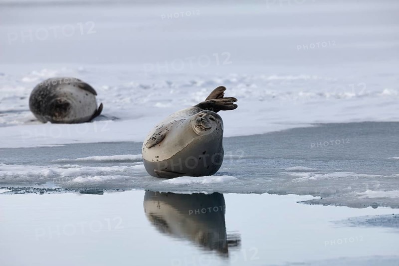 Harbor seals