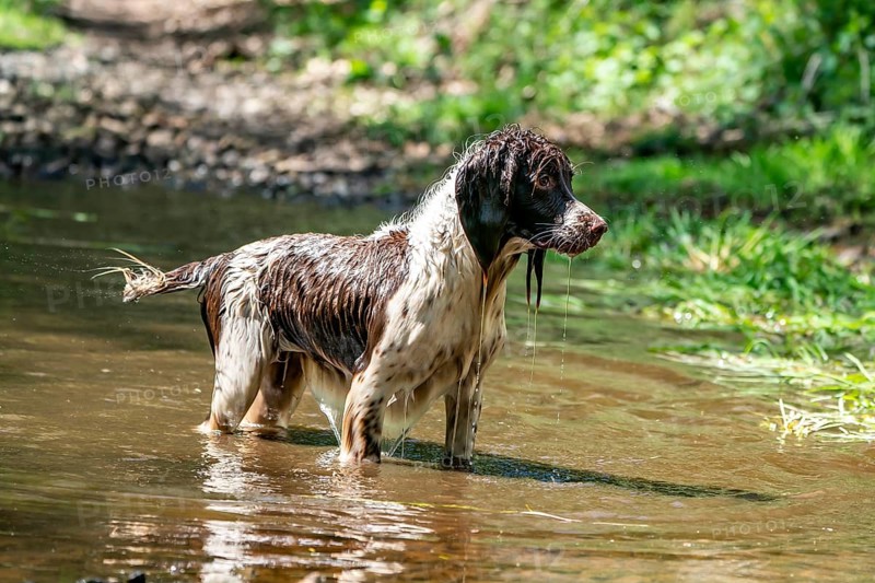 Hunting dog in the water