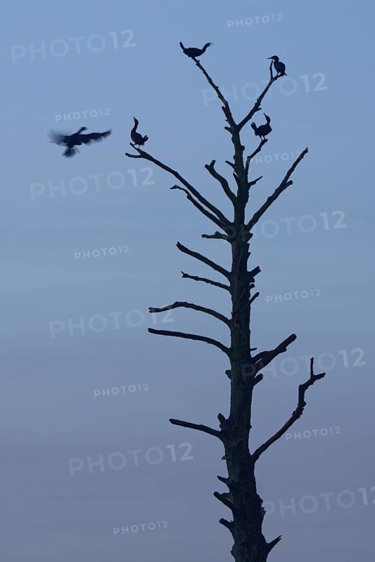 Cormorants