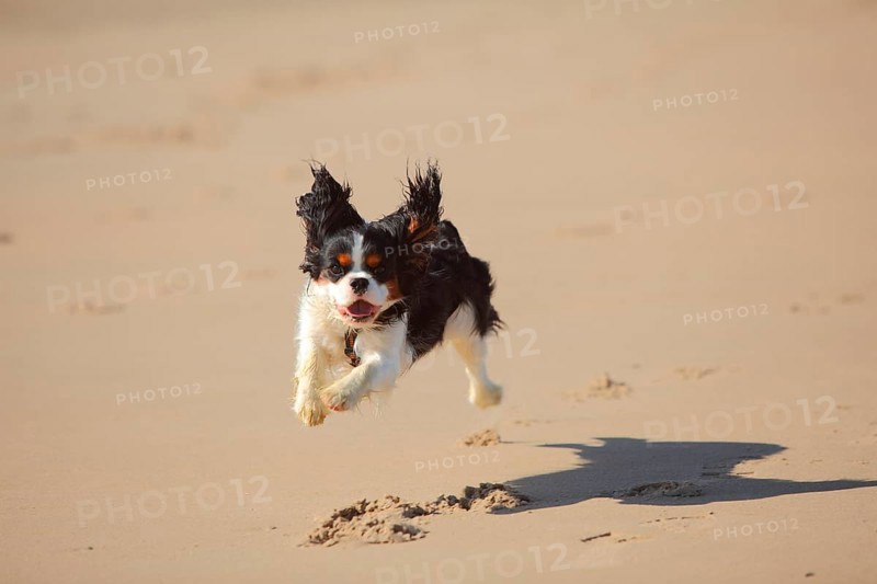 Cavalier King Charles Spaniel