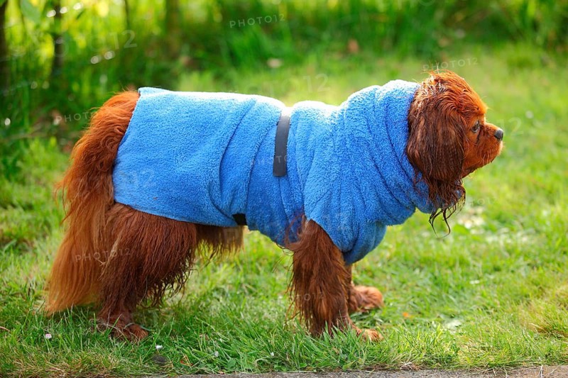 Cavalier King Charles Spaniel