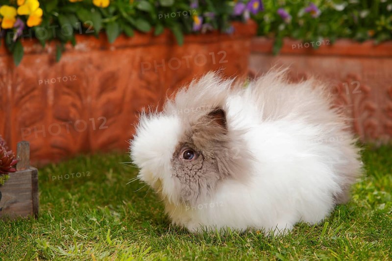 Teddy dwarf rabbit